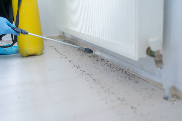 Best Insect Control  in Dysart, IA
