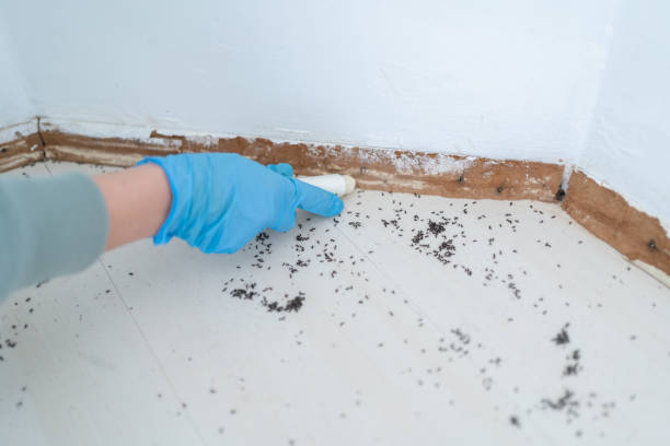 Professional Pest Control in Dysart, IA